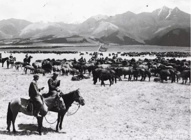 山丹军马场世界第一大军马场,亚洲第一马场山丹军马场直播