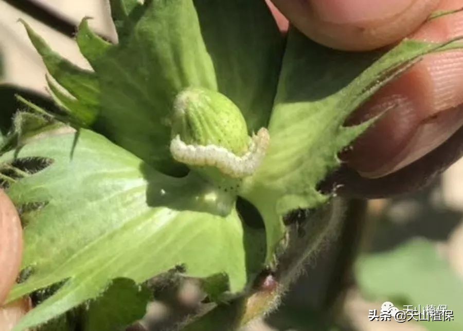 病虫情报第十一期,兵团第七师最新消息