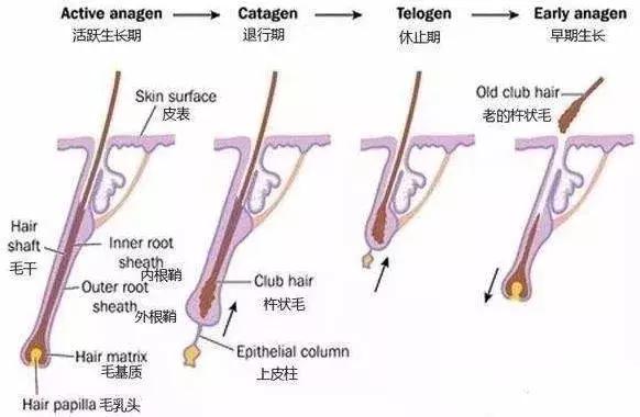 每天掉发是一百五十根以内正常吗,每一天掉发多少根是正常的