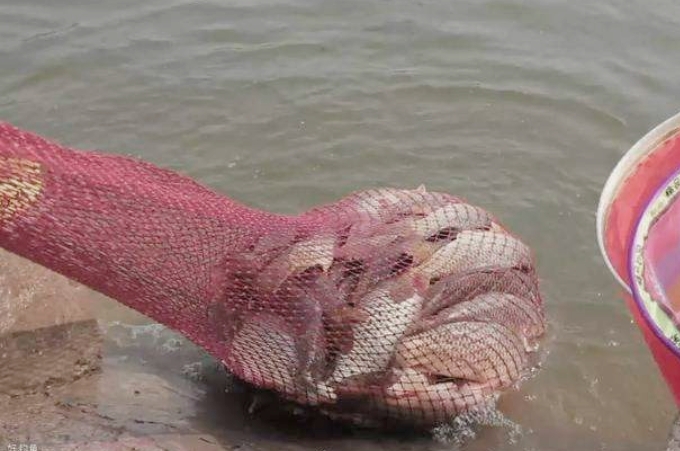 饵料用不完，就别再扔了，这才是最佳的处理方式，十之八九你不知