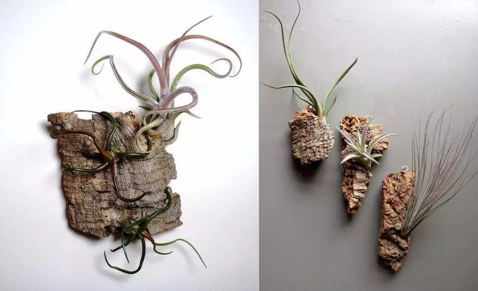 置爱|植物1.0是种在盆儿里的,植物2.0都趴在墙上的