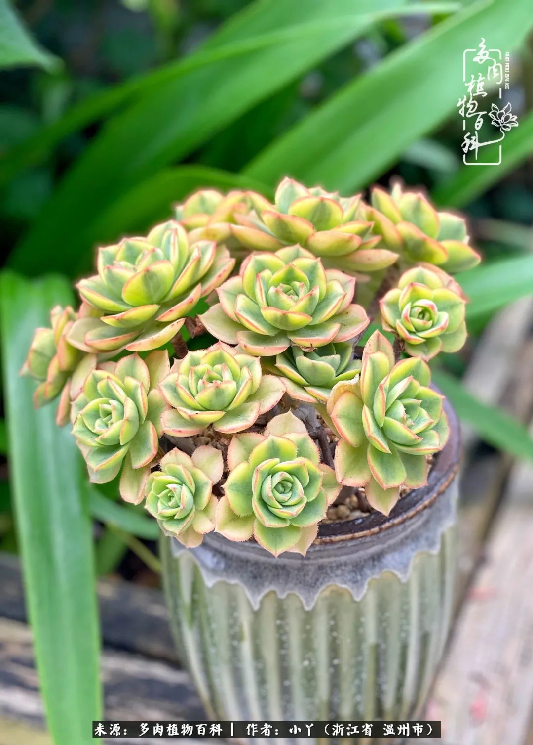 祖上无院家里无矿,一腔浪漫情怀付诸楼顶造花