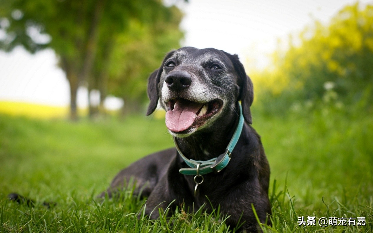 关于狗狗警惕性的冷知识,关于狗狗的十条冷知识