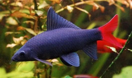 鱼市场买观赏鱼回家怎么处理,水族市场上的鱼