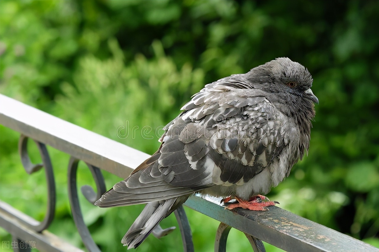 鸽子翅膀受伤可以用碘伏吗,鸽子翅膀受伤了怎么办