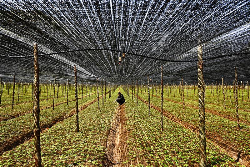 三七种植条件和技术要点视频,三七的种植技术及亩产效益