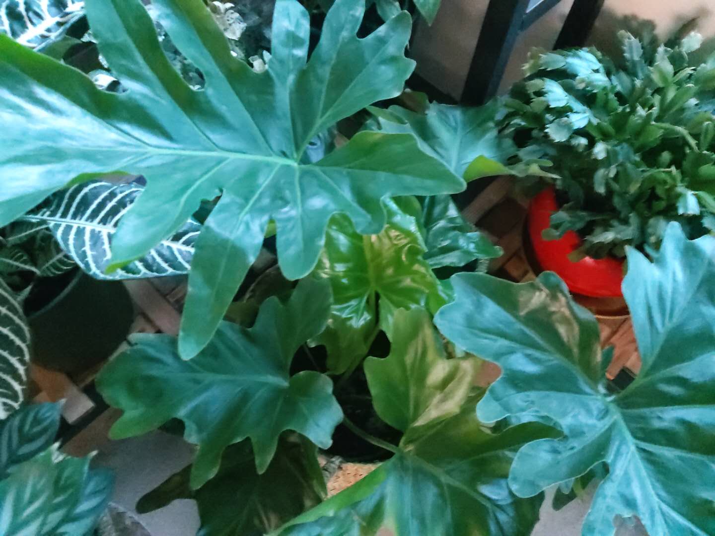 家庭”养花“,怎么选”肥?无需多用,2种“就够”