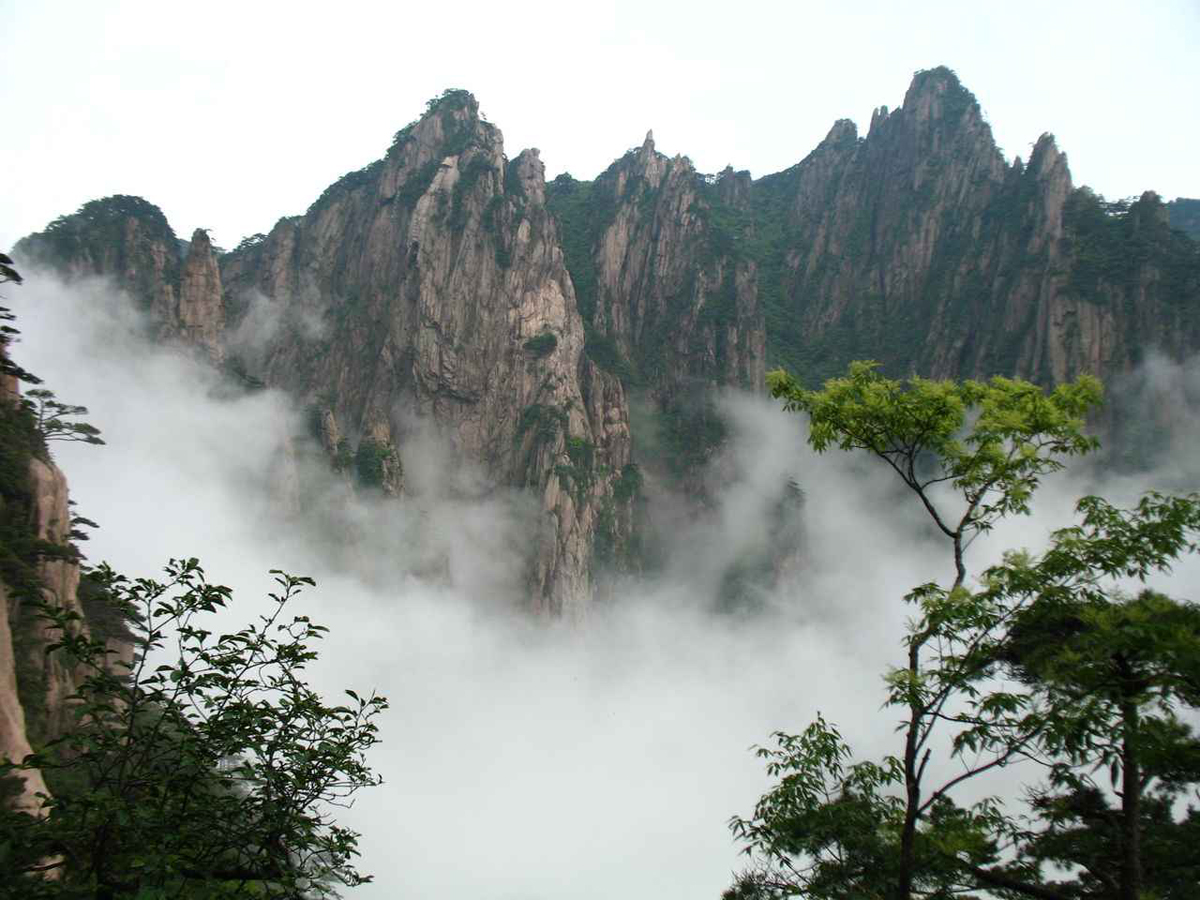 黄山野毛峰和普通毛峰,黄山毛峰为什么叫黄山毛峰