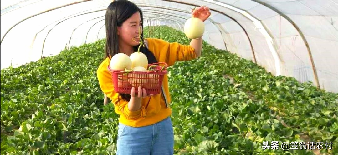 瓜苗出现花打顶怎么办,甜瓜打顶过晚补救的办法