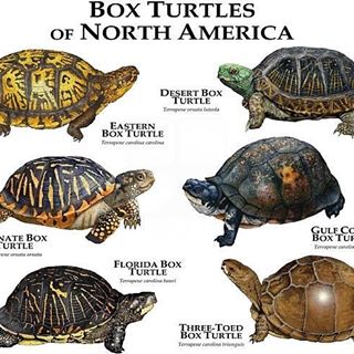 黄缘闭壳龟和东部箱龟谁的成体大,黄缘和箱龟哪个互动性更好