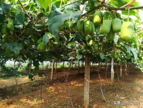 农村最快最赚钱的果树,三农种植致富技术果树