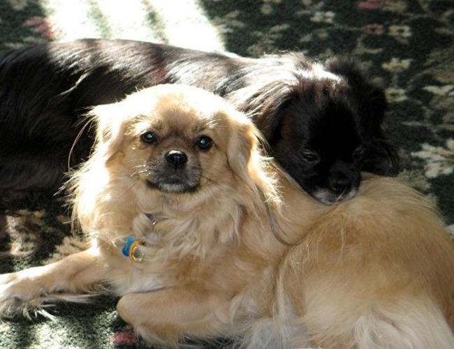 世界上12种最迷人的狗狗,12种超惹人喜爱的狗狗你认识几种