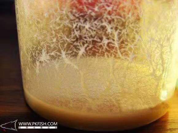 中国斗鱼繁殖直播教程视频,繁殖中国斗鱼要多大的鱼缸