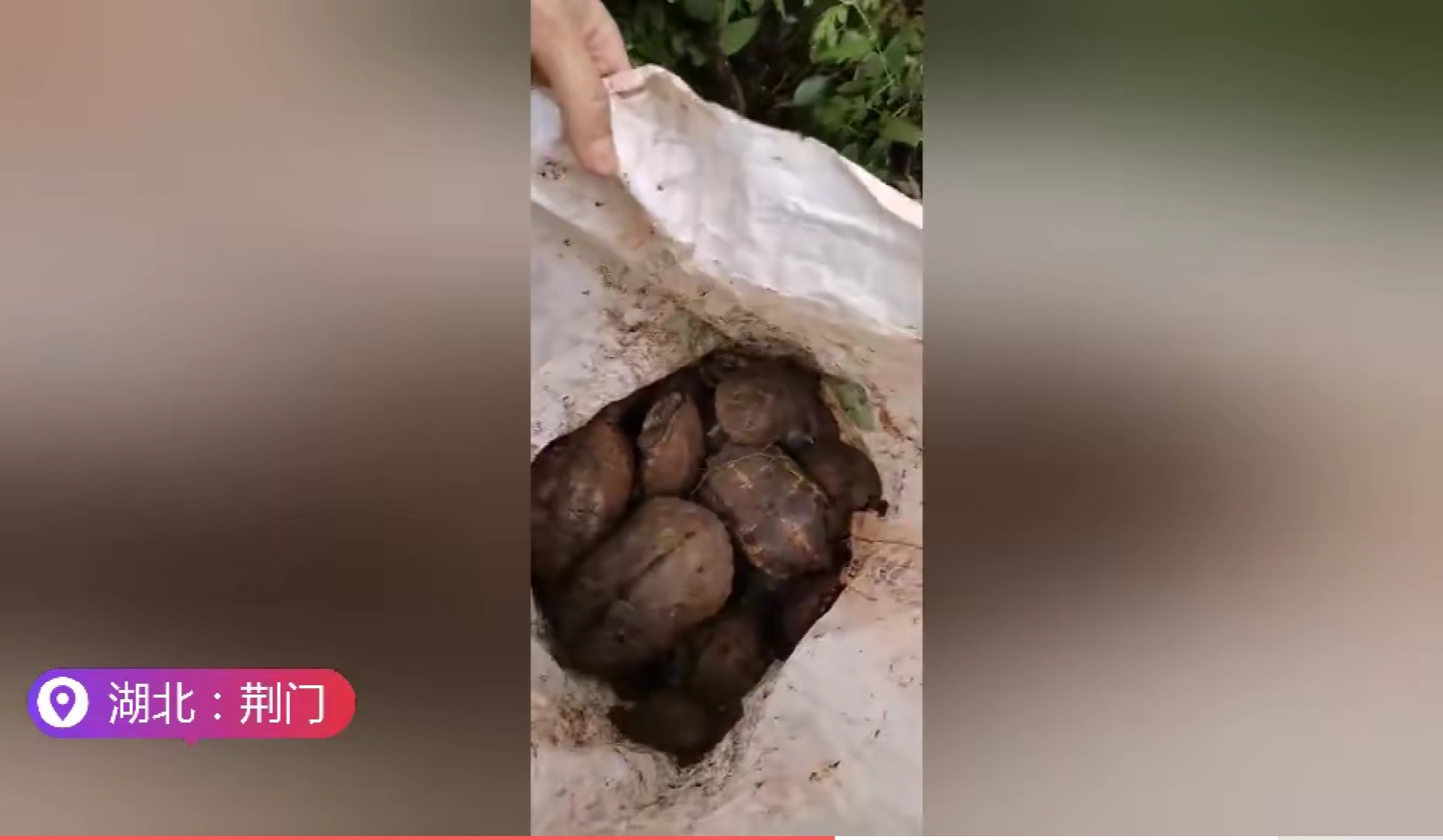 洪水侵袭,湖北荆门稻田里乌龟密密麻麻,当地老乡:发财了