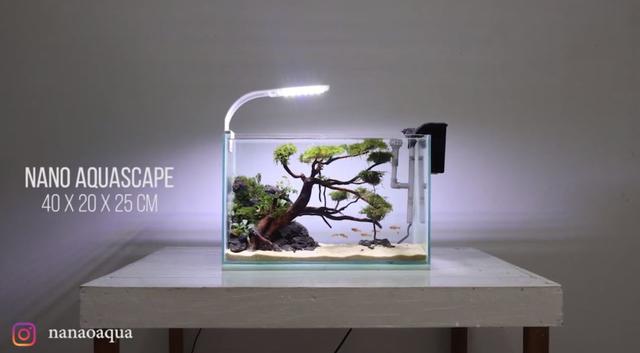 莫斯树到底好不好,莫斯树是什么