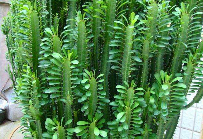 2种绿植一见强光黄叶越长越丑,不怕晒死又好养的绿植