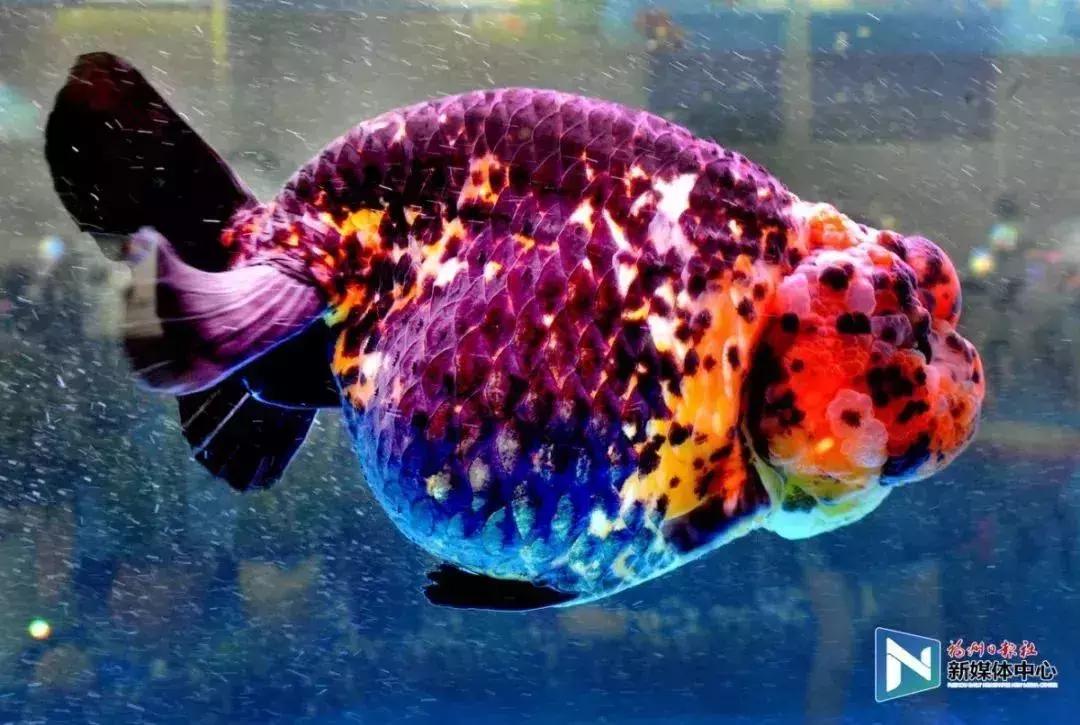 闽侯甘蔗8号地铁闽侯站在哪里,福州地铁8号线闽侯站在哪里