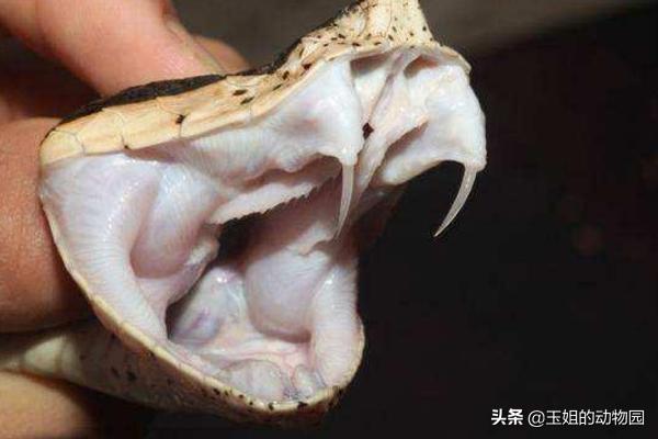 眼镜王蛇毒死大象,眼镜王蛇能毒死成年人吗