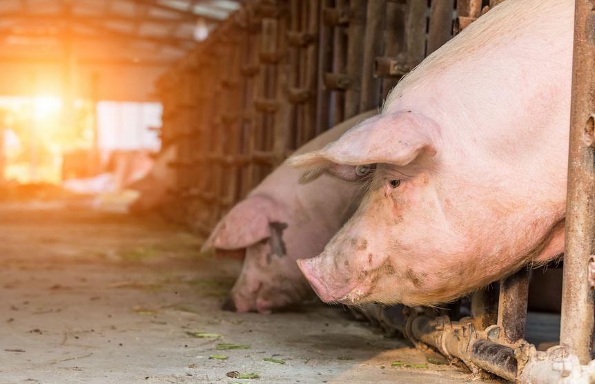 猪价涨饲料会涨吗,猪价上涨饲料价格