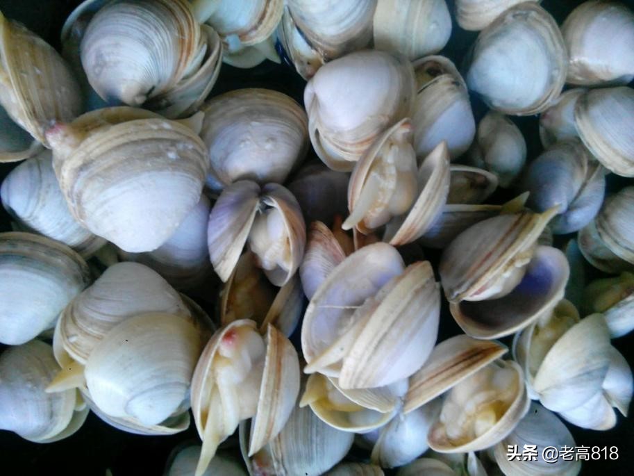 今日北塘海鲜,北塘海鲜扬帆起航