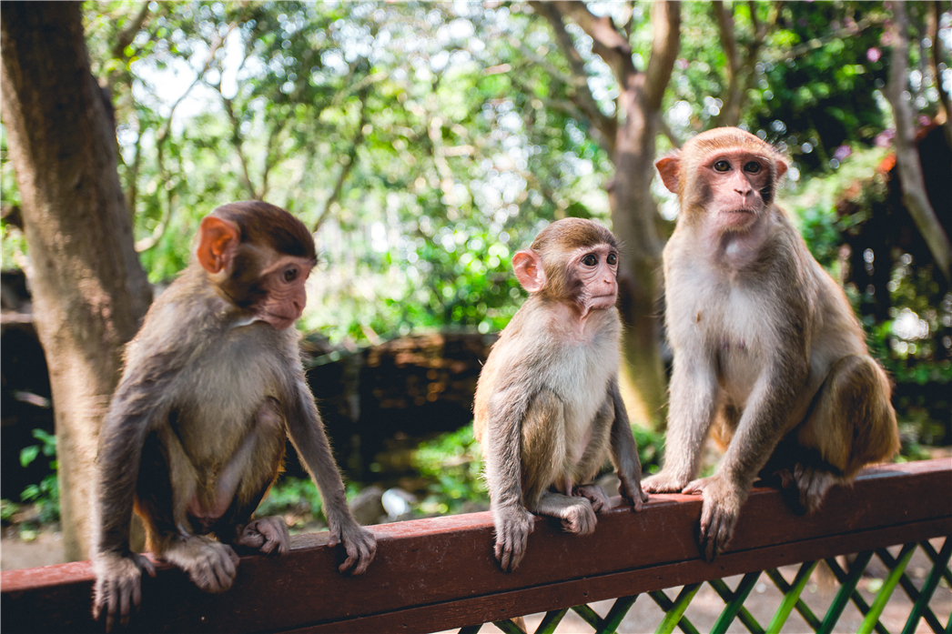 海南必玩猴岛与呆呆丨看萌呆猕猴,呆呆岛发呆