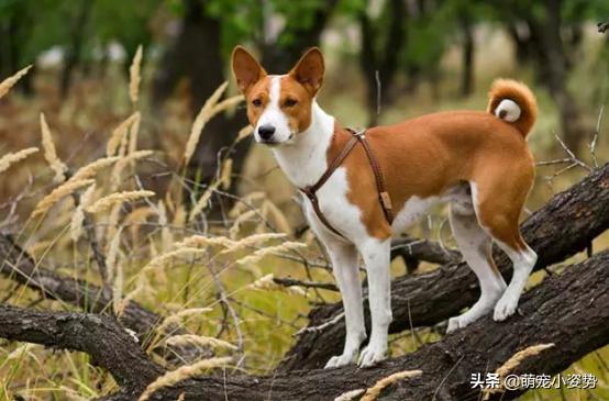 现在的土狗是中华田园犬吗,中华田园犬和柴犬的最大区别在哪