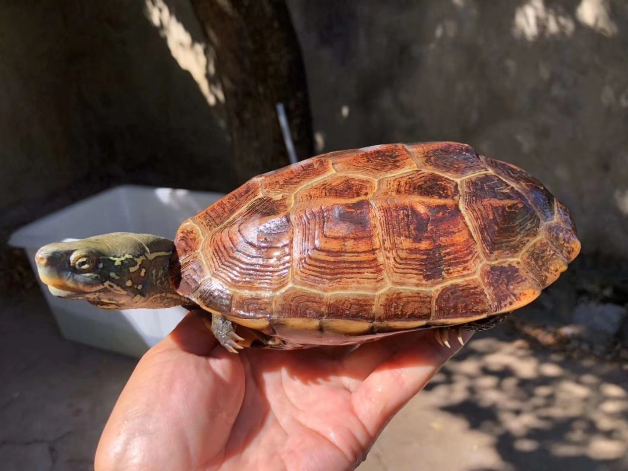 草龟与中华草龟的区别,中华草龟与普通草龟区别