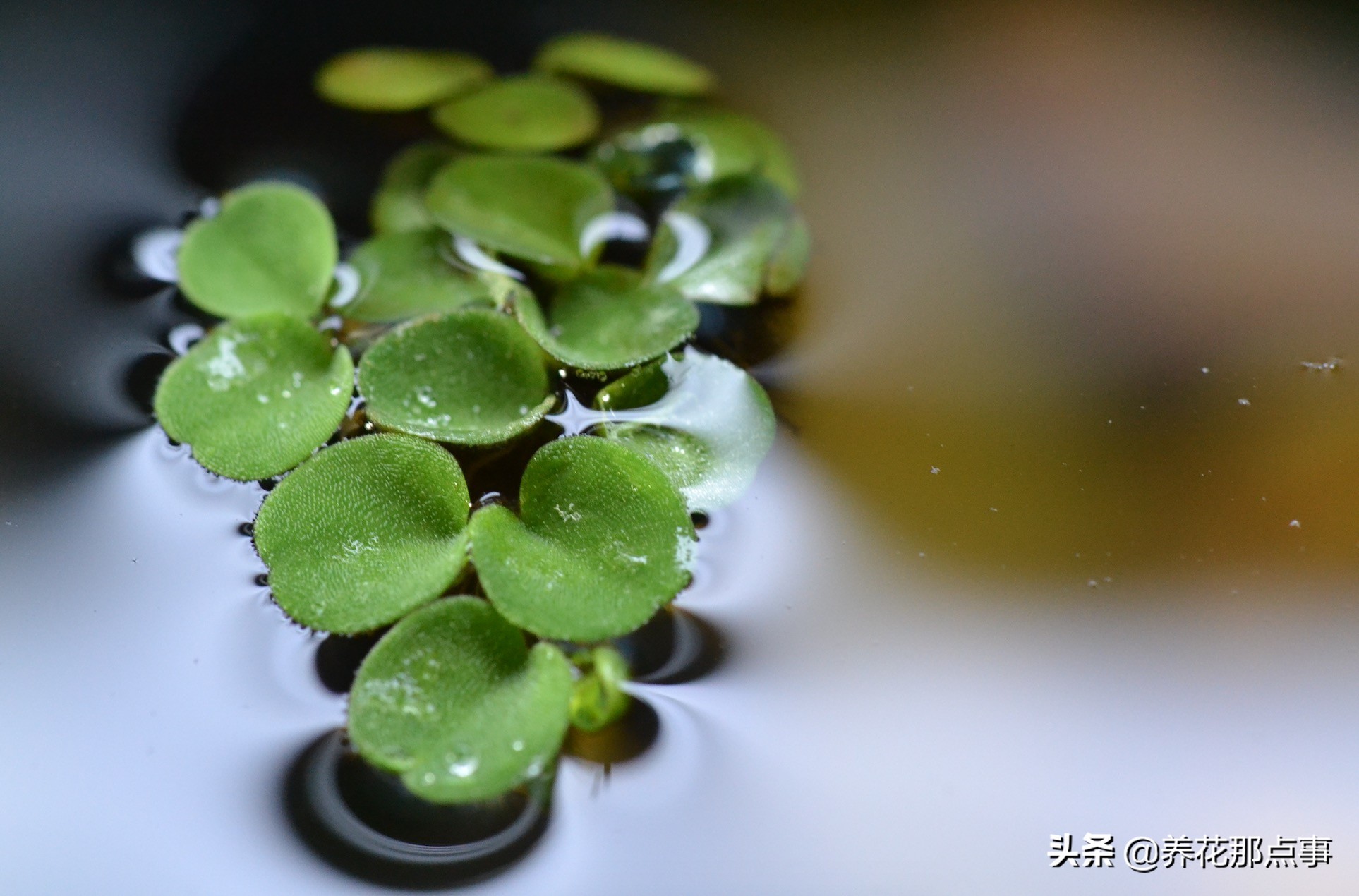 新手养小型热带鱼推荐,热带鱼生态鱼缸养殖必备条件