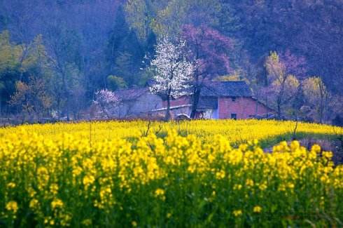 怀念春日的诗句古诗,七首必读的春日诗句