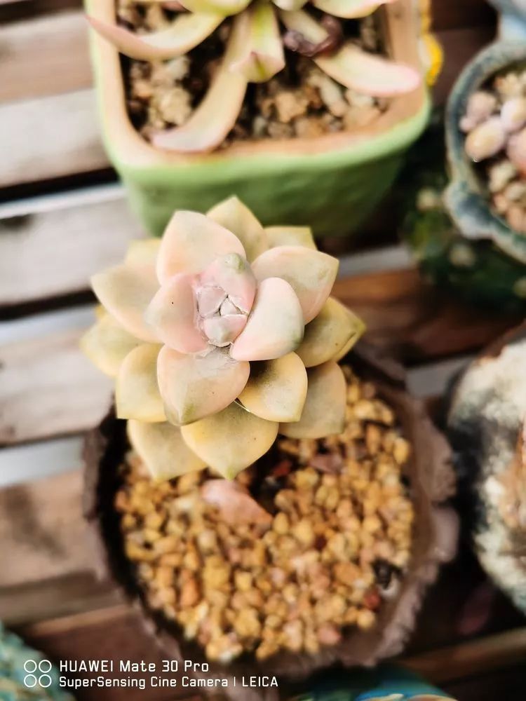 冬日如何更好地养多肉,冬天可以户外养护的多肉