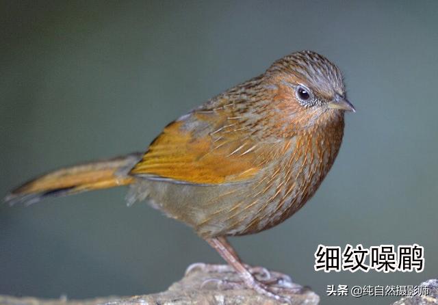 画眉品种有哪些,画眉科的鸟类大全