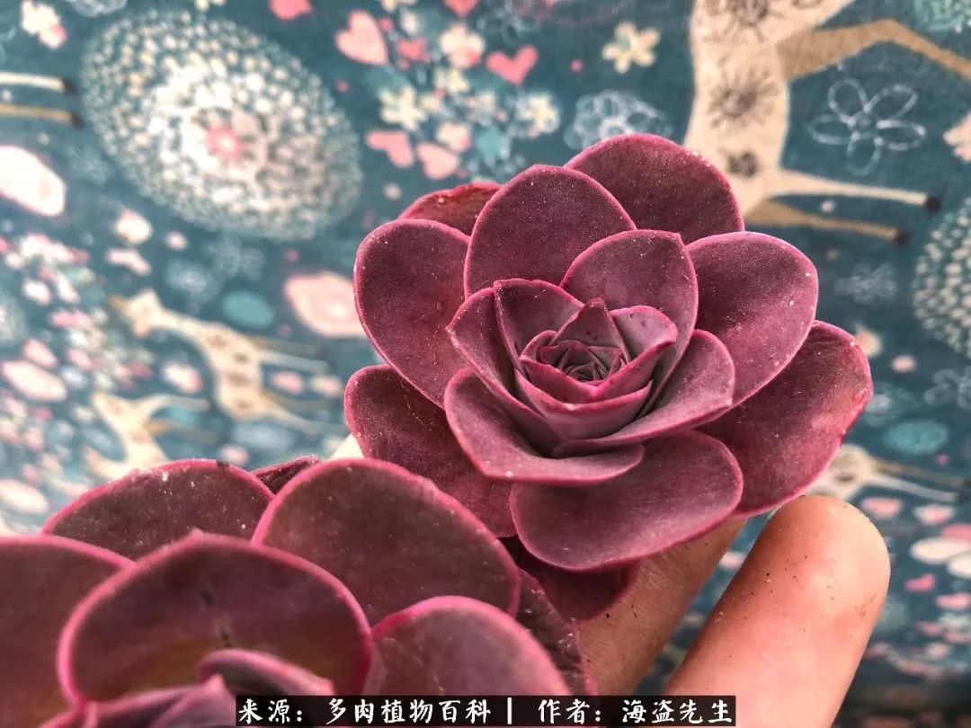 介绍多肉生长特点,多肉植物科普讲解图片视频