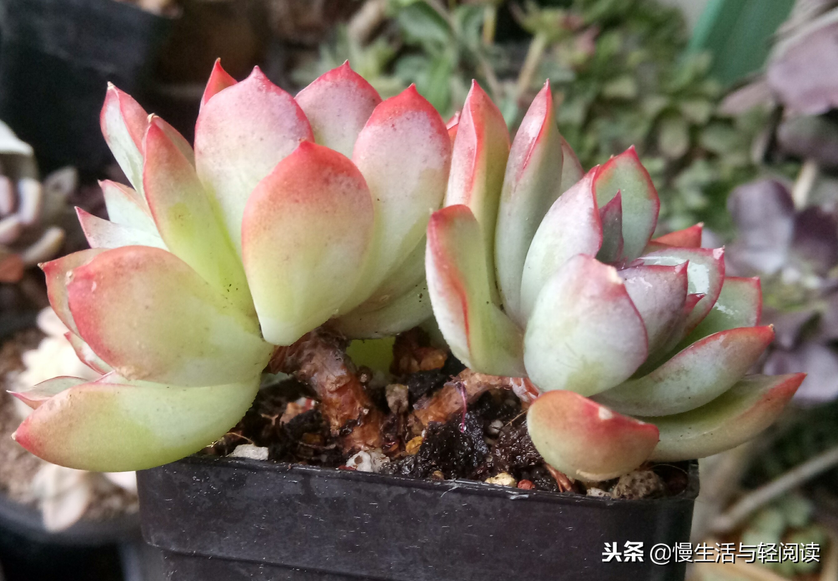 慢生活轻小说免费阅读,慢生活轻小说