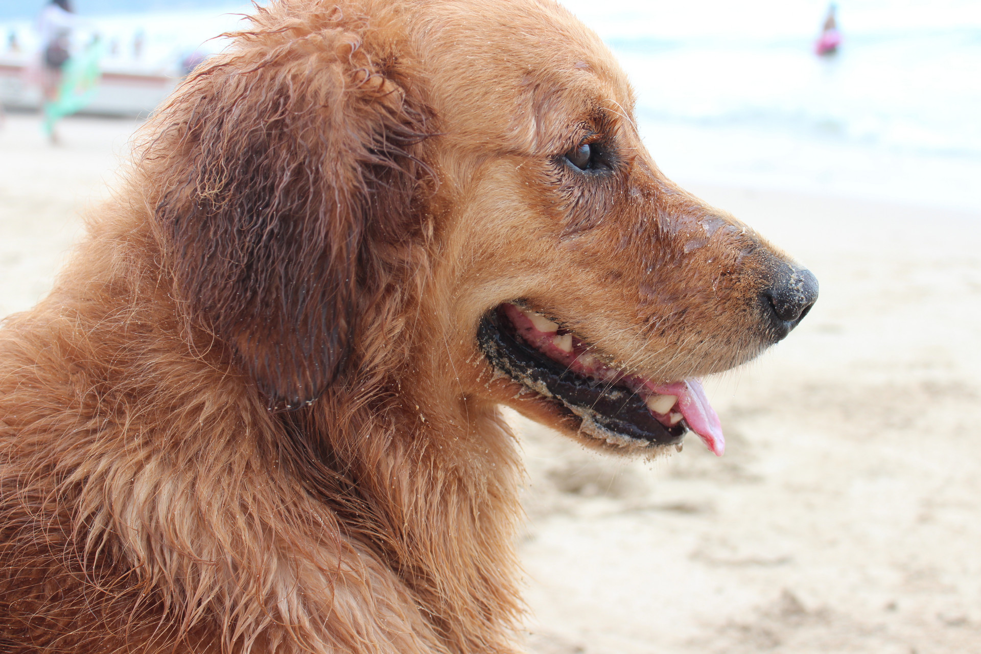 宠物旅游团需要注意什么,宠物旅行团哪里最多