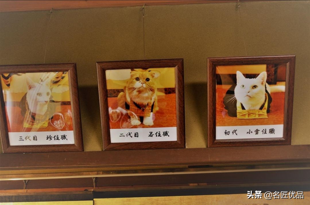 20岁少年建“猫猫寺”,和尚住持全是猫咪,网友:不敢撸不敢吸