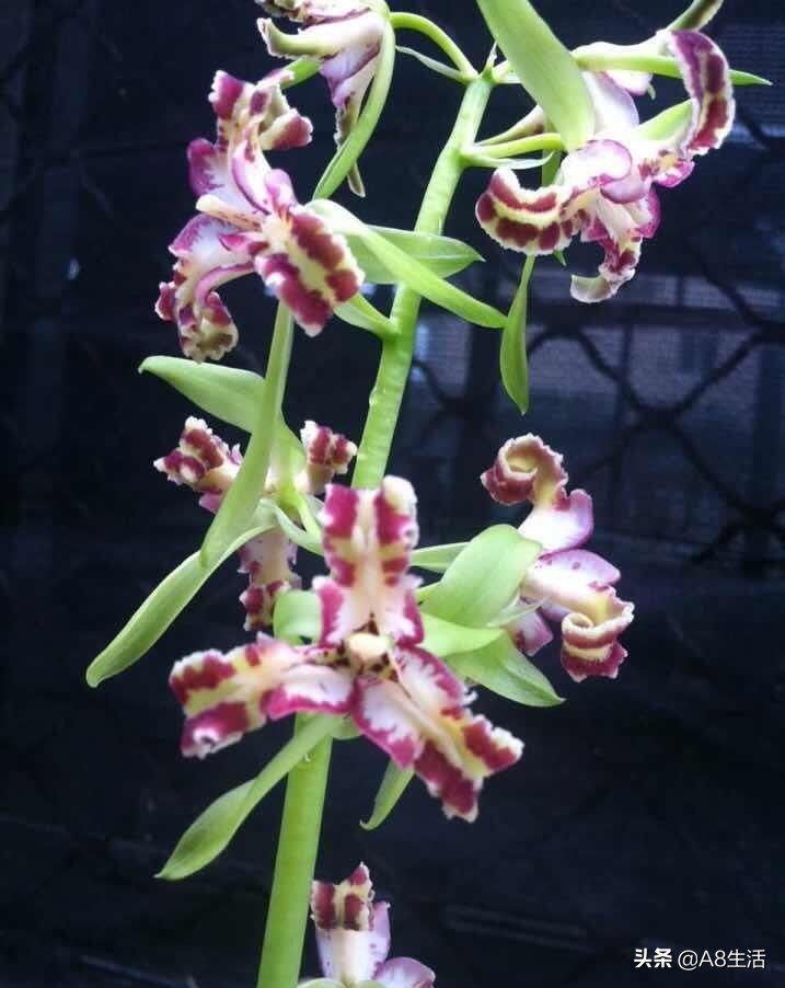 蕙兰兰花品种排名,蕙兰花精品品种