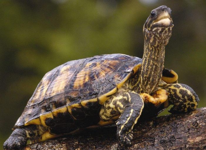 哪些野生动物会携带病毒呢,哪些野生动物含病毒