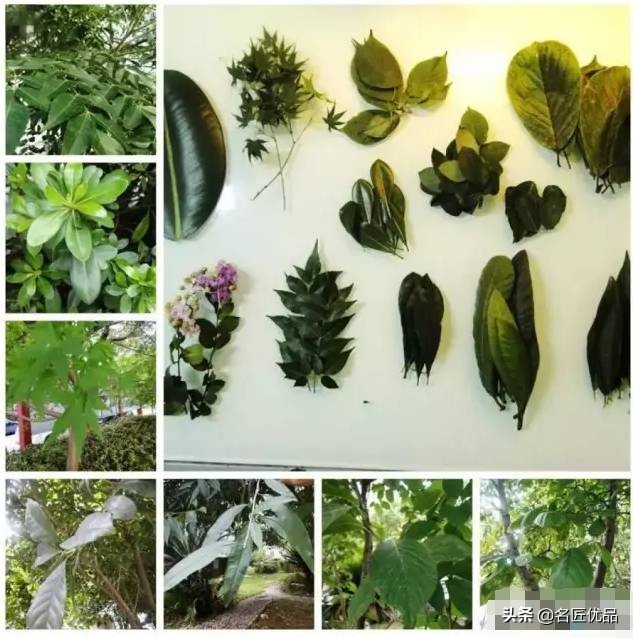 超惊艳的树叶手工,有趣的树叶手工制作