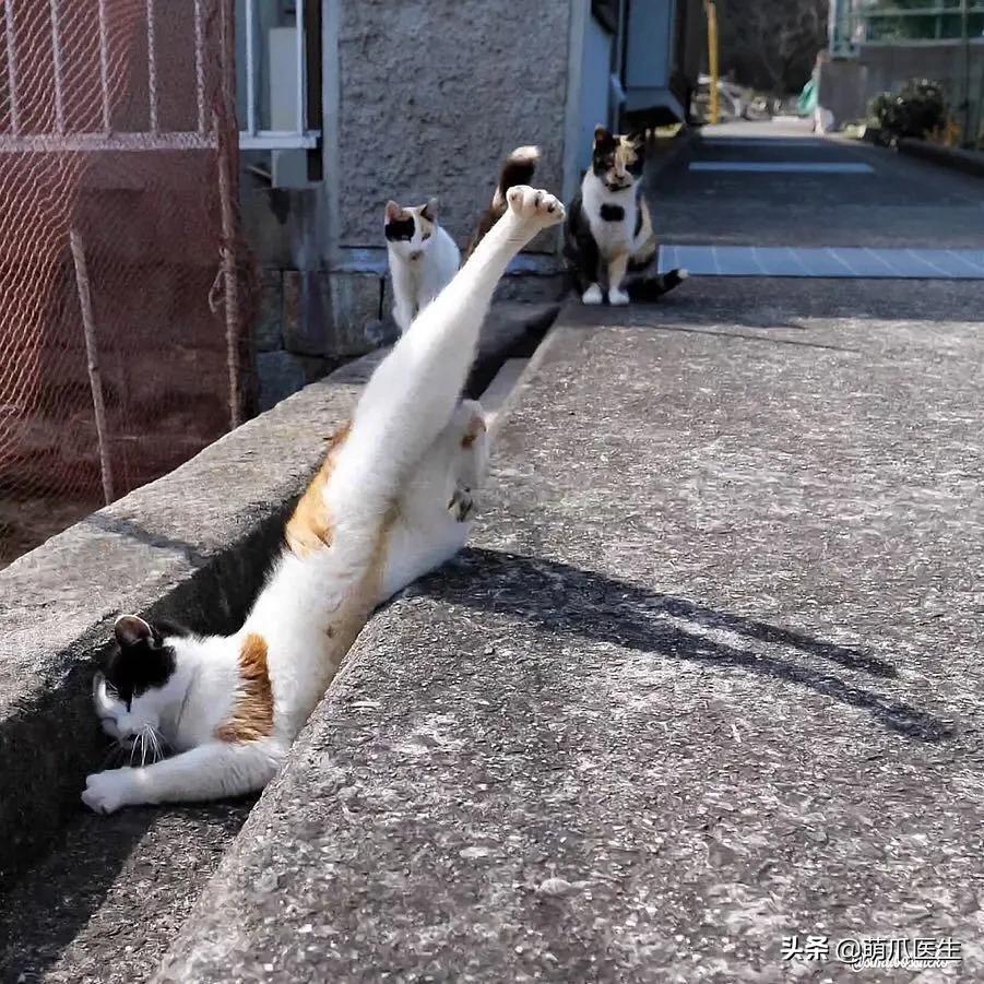 猫睡相太丑,因为猫样子丑所以被遗弃