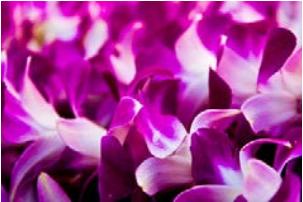 不带这些伴手礼回去，还好意思说来过夏威夷？