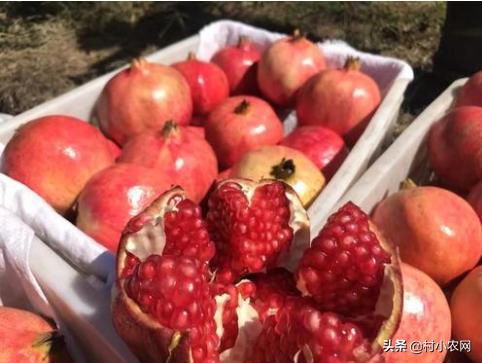 农村开山种什么最赚钱,农村种植什么最赚钱年入十几万