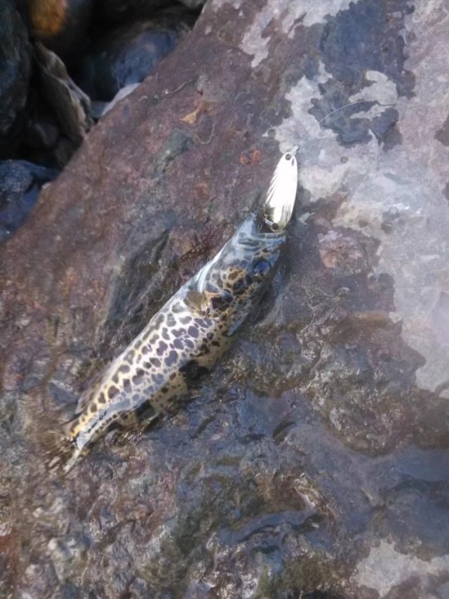 路亚新手入门教程纺车轮钓鱼,路亚钓鱼水滴轮新手视频教学