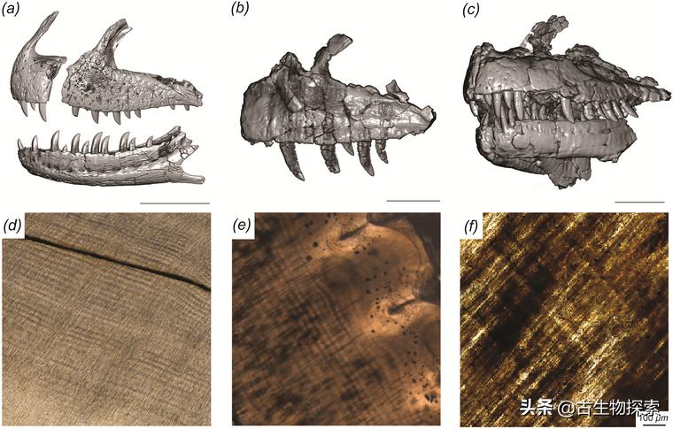 古生物学家的发现,发现新的巨型食肉恐龙物种