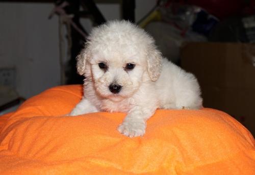 比熊睡在地板上有什么危害,比熊睡在枕头上