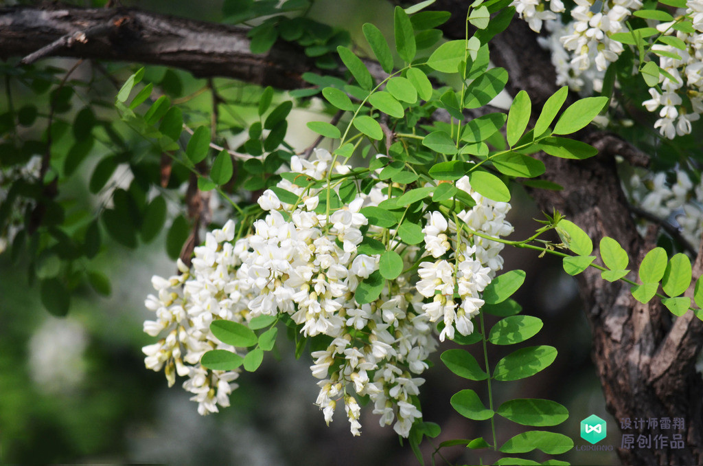 院子适合种的花和设计,庭院设计植物大全