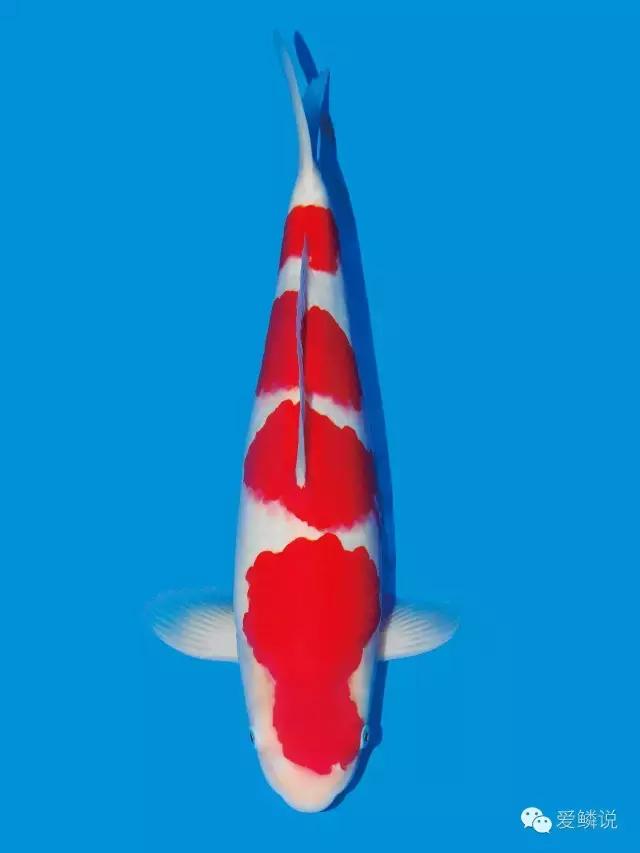 别轻敌！杀好虫菌，助鲤安心度过多事之秋