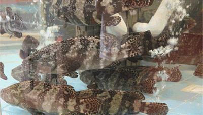 广东开海吃海鲜攻略,开海吃海鲜攻略