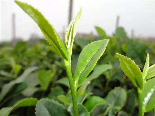 日铸雪芽茶有什么特点,兰花雪芽茶