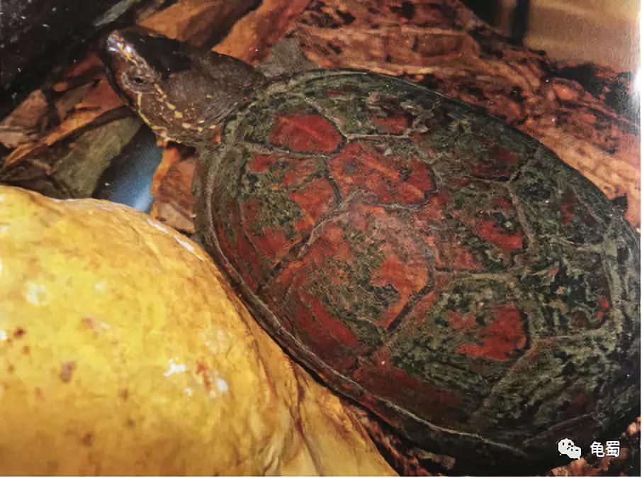 蛋龟之王巨头蛋龟,果核蛋龟新蛋龟之王