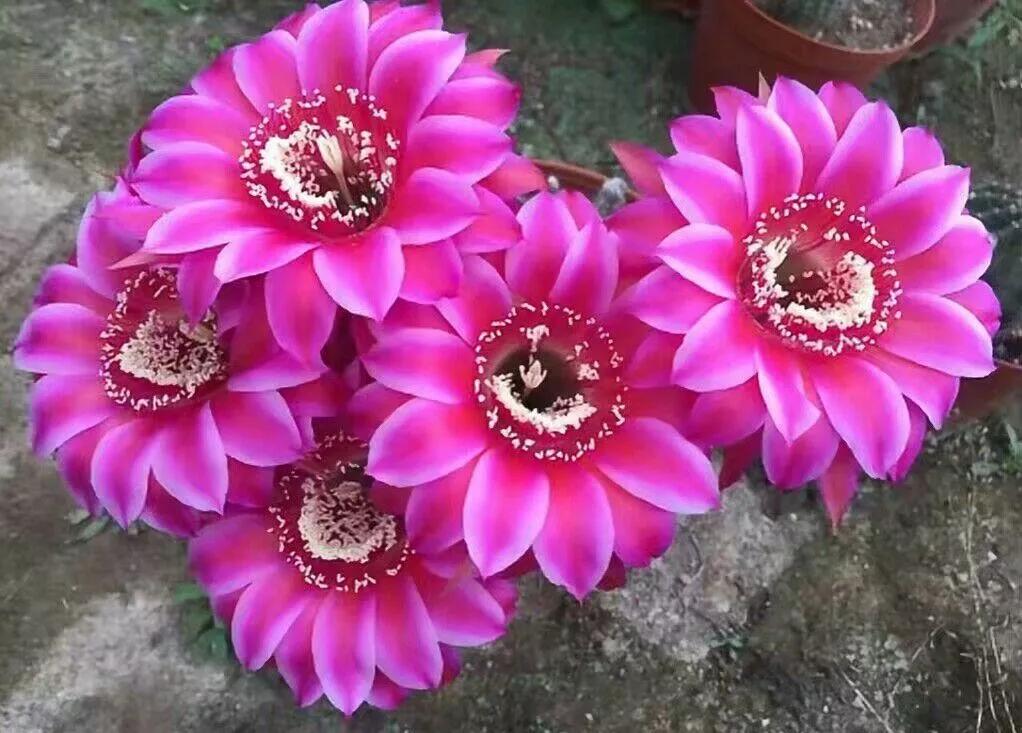 100种仙人球花图片,100种仙人球的品种视频